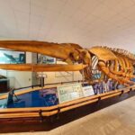 Nha Trang Private Half-Day City Tour - Detailed Breakdown of the Itinerary