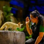 Night Safari Singapore Skip the Line Tickets with Tram Ride - What’s Included and How It Works