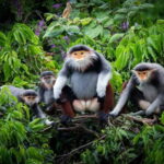 Ninh Binh: Cuc Phuong Jungle Hike & Wildlife Day Trip - Visiting the Endangered Primate Rescue Center