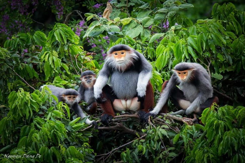 Ninh Binh: Cuc Phuong Jungle Hike & Wildlife Day Trip - Visiting the Endangered Primate Rescue Center