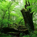 Nishiusuzuka: Fuji Forest Hiking Tour with Guide & Transfer - Why This Tour Is a Great Choice