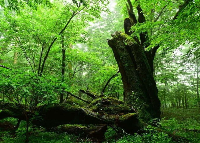 Nishiusuzuka: Fuji Forest Hiking Tour with Guide & Transfer - Why This Tour Is a Great Choice