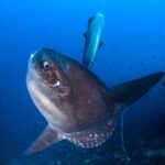 Nusa Penida 3 Fun Dives Boat Trip (For Certified Divers) - What to Expect: A Dive Day in Paradise