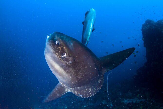 Nusa Penida 3 Fun Dives Boat Trip (For Certified Divers) - What to Expect: A Dive Day in Paradise