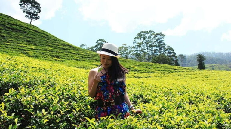 Nuwara Eliya to Kandy: Transfer with Waterfall & Tea Tour - Who Will Love This Tour?
