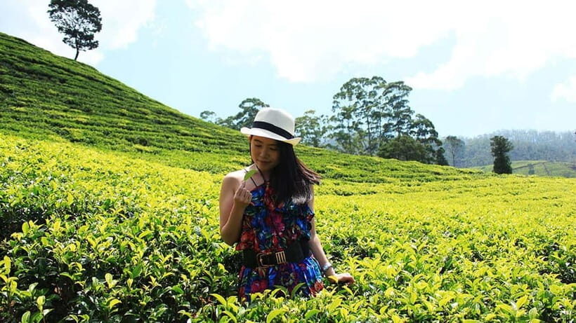 Nuwara Eliya to Kandy: Transfer with Waterfall & Tea Tour - Who Will Love This Tour?