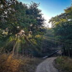 Official Panna National Park Sharing Tiger Safari - Who Will Love This Safari?