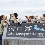 One Day 10hrs Mount Fuji Tour English Speaking Driver - The Experience in Detail: What to Expect on This Mount Fuji Tour