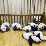 One Day Trip to Chengdu Panda Base and Leshan Buddha Tour - Remembering the Highlights from Reviewers