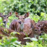 Ooty & Bandipur Safari Day Tour from Coimbatore - Transportation and Group Size