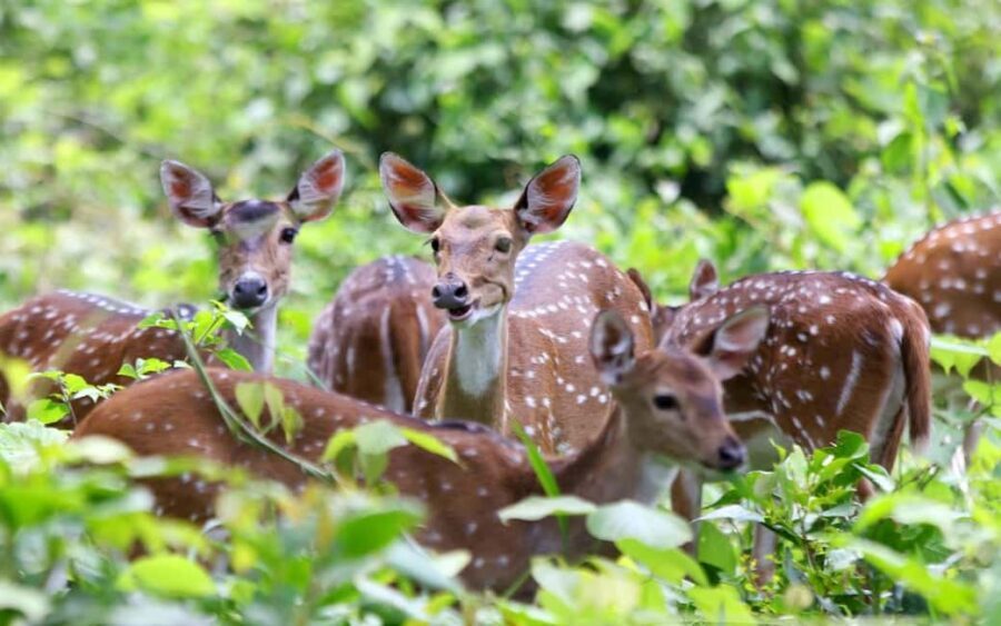 Ooty & Bandipur Safari Day Tour from Coimbatore - Transportation and Group Size