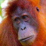 ORANGUTAN TREK (2D/1N) by EcoTravel Bukit Lawang - What’s Included and What to Budget For