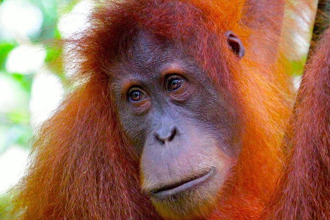 ORANGUTAN TREK (2D/1N) by EcoTravel Bukit Lawang - What’s Included and What to Budget For