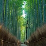 Osaka/Kyoto:Kinkakuji,Arashiyama,FushimiInariShrine,NaraPark - Authentic Experiences and Guide Insights