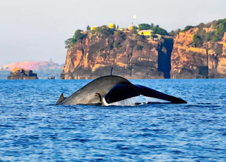 Pasikuda to Trincomalee: Whale & Dolphin Safari + Transport - The Boat Safari: Up Close with Marine Life