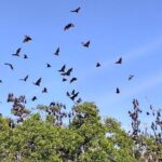 Pauls Flores Tour Labuan Bajo to Ende Flores Land Tour inland by Car 6 Days - Who Is This Tour Best For?