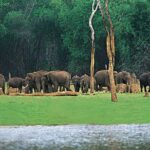 Periyar Wildlife Sanctuary Tour (02 Nights / 03 Days) - What You Can Expect from This Tour