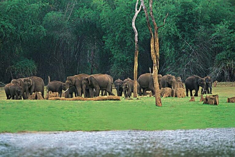 Periyar Wildlife Sanctuary Tour (02 Nights / 03 Days) - What You Can Expect from This Tour