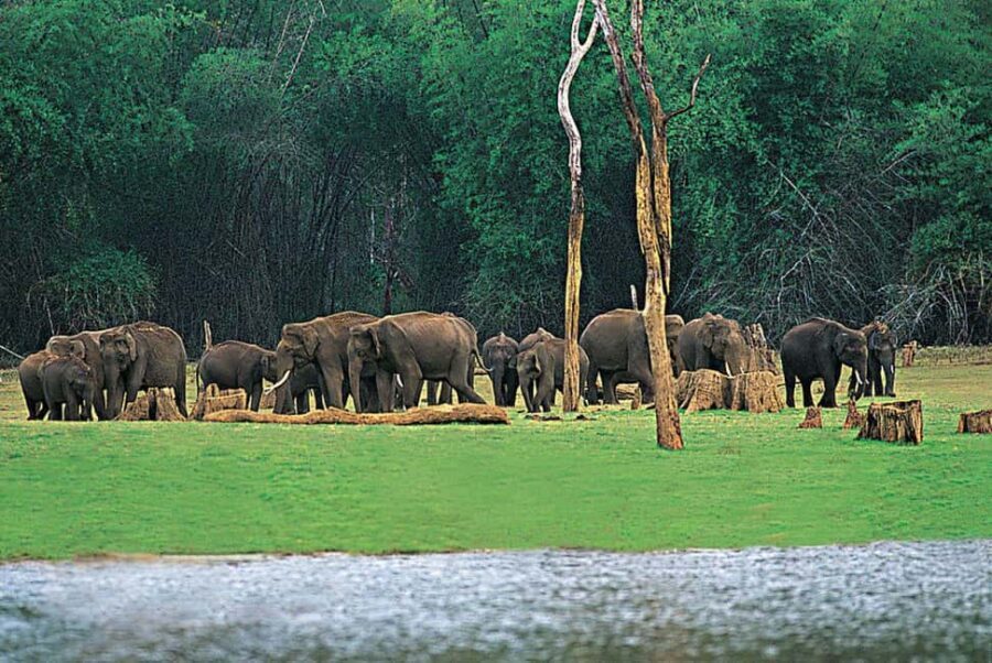 Periyar Wildlife Sanctuary Tour (02 Nights / 03 Days) - What You Can Expect from This Tour