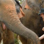 Phuket: Elephant Jungle Sanctuary Ethical Feeding Experience - Detailed Breakdown of the Tour