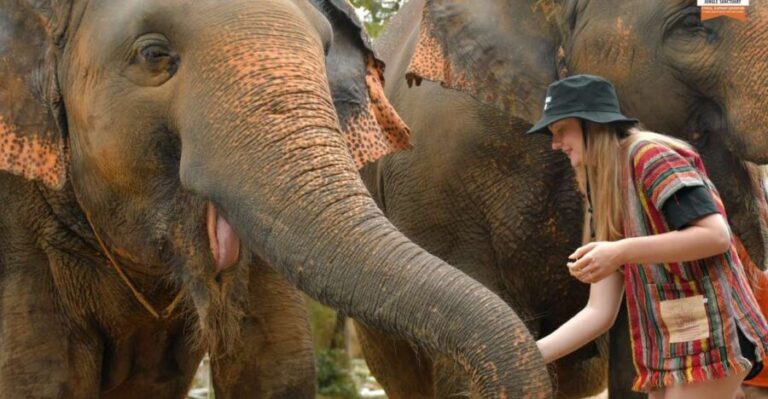 Phuket: Elephant Jungle Sanctuary Ethical Feeding Experience - Detailed Breakdown of the Tour