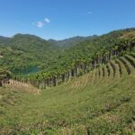 Pinglin Tea Culture & Maokong Day Tour from Taipei - What Makes This Tour Stand Out?