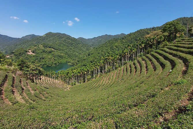 Pinglin Tea Culture & Maokong Day Tour from Taipei - What Makes This Tour Stand Out?