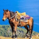 Pokhara: 1-Hour Horseback Ride with Hotel Pickup - An In-Depth Look at the Pokhara Horseback Ride