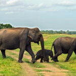 Polonnaruwa Ancient Kingdom and Wild Elephant Safari from Habarana - Real Experiences from Past Travelers