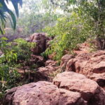 Pondicherry: Tropical Dry Evergreen Forest Guided Walk - What to Expect from the Pondicherry Forest Walk