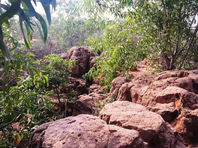 Pondicherry: Tropical Dry Evergreen Forest Guided Walk - What to Expect from the Pondicherry Forest Walk