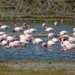 Private 3 Day Adventure through Dholavira and White Desert Rann - Detailed Considerations for the Traveler