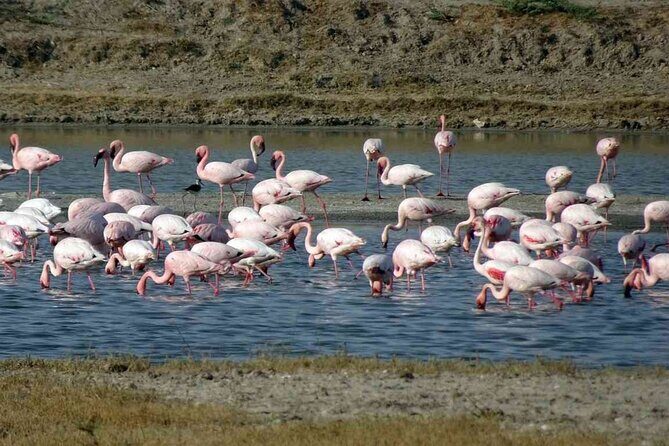 Private 3 Day Adventure through Dholavira and White Desert Rann - Detailed Considerations for the Traveler