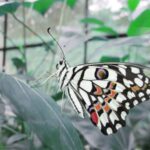 Private Bannerghatta National Park Day Excursion - The Butterfly Park and Zoo