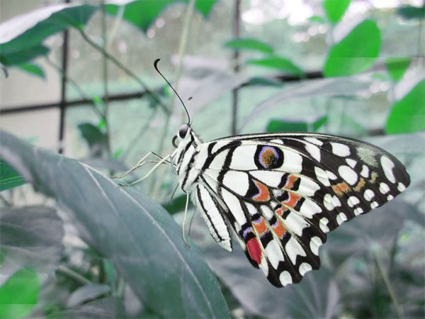 Private Bannerghatta National Park Day Excursion - The Butterfly Park and Zoo