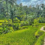 Private Customize Ubud Day Tour With Experienced Driver - Who Would Love This Experience?