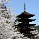 Private Day Trip around Yamaguchi City from Fukuoka with bus - Detailed Review: What to Expect on Your Yamaguchi Day Trip