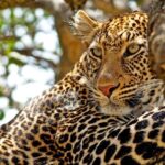 Private Day-Trip to Yala National Park Including BBQ Dinner on the Beach - The Yala Safari: What to Expect