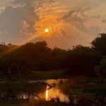 Private Full Day Udawalawe Safari Trip with Lunch - The Experience: What You Can Expect