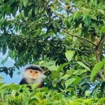 Private Jeep tour Marble and Monkey Mountains -Son Tra Peak - Practical Tips for Travelers