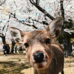Private Nara Tour: Temples, Deer, and Photo Spots - Who Will Love This Tour?