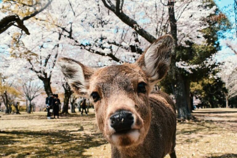 Private Nara Tour: Temples, Deer, and Photo Spots - Who Will Love This Tour?