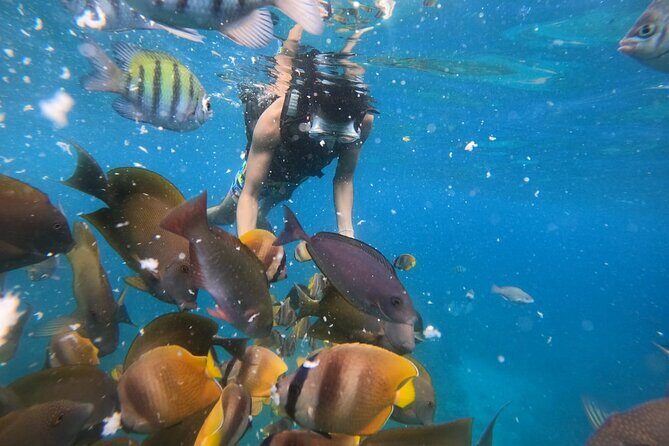 Private Snorkeling in Manta Bay, Gamat Bay & Wall at Nusa Penida - Why This Tour Offers Great Value