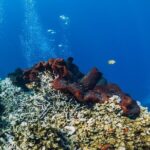 Private Snorkeling Start Gili Meno and Explore 4 Spots with GoPro - The Sum Up: Who Will Love This Tour?