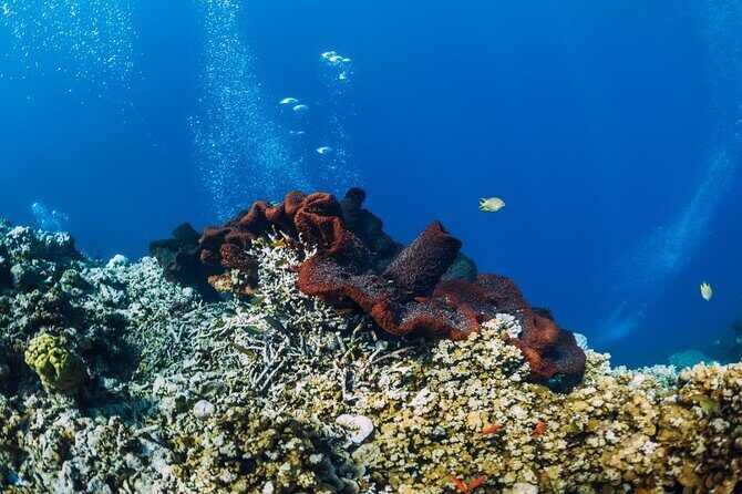 Private Snorkeling Start Gili Meno and Explore 4 Spots with GoPro - The Sum Up: Who Will Love This Tour?