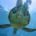 Private snorkeling tour Ishigaki island - Final Thoughts