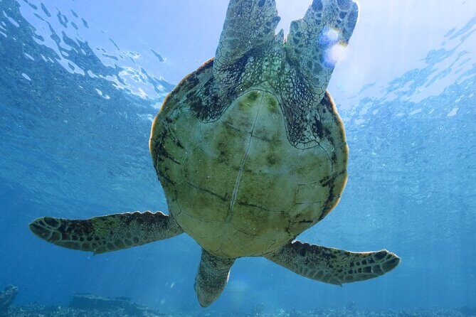 Private snorkeling tour Ishigaki island - Final Thoughts