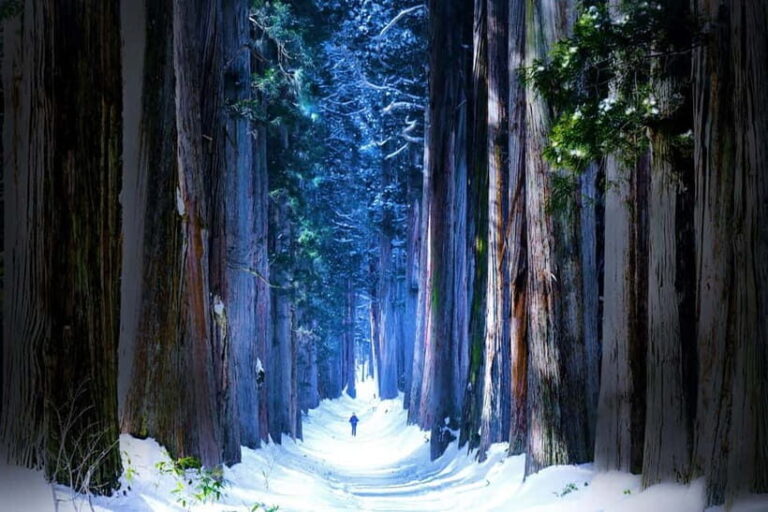 Private Winter Togakushi Tour: Snow, Shrine, & Cedar Trees - What Makes This Tour Truly Valuable
