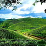 Puer Tea Picking and Tasting | 3-4 Hour Morning Trip - What We Love About This Tour