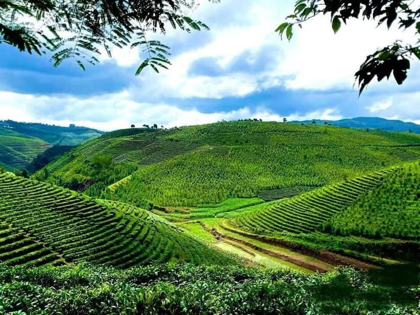 Puer Tea Picking and Tasting | 3-4 Hour Morning Trip - What We Love About This Tour